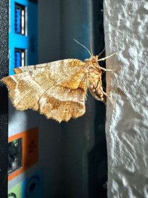 IMG_8280.jpeg