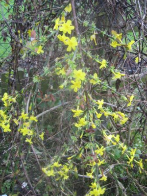 Jasminum_nudiflorum_27871.jpg