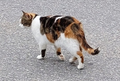 Verwandt mit Polly?