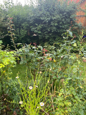 IMG_2427.jpeg
