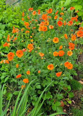 20250519_221344 Geum Totally Tangerine.jpg