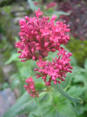 Centhrantus_ruber_27631.jpg