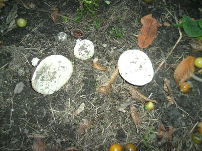Tomatenpilze_von_oben.jpg