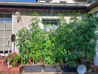 Tomaten_rechts_2.jpg