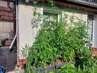 Tomaten_links.2.jpg