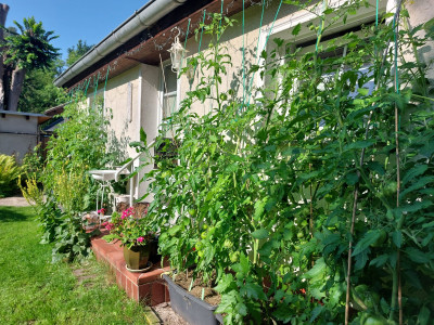 Tomaten_totale.jpg