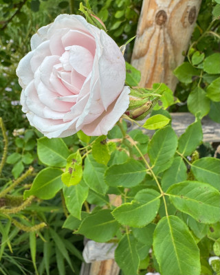 IMG_8369.jpeg