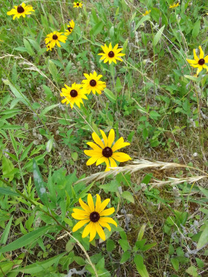Sonnenhut/ Rudbeckia