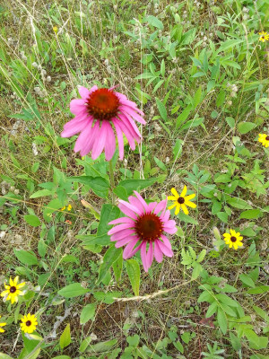Sonnenhut/ Rudbeckia