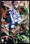 Corydalis_turtschaninovii_Eiric_The_Red_thumb.jpg