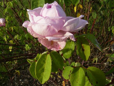 Archiduchesse_Elisabeth_dAutriche1_St08.JPG