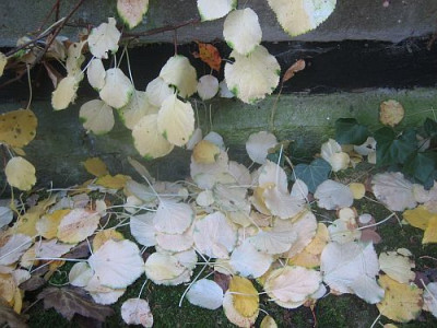 Hydrangea_arborescens_27541.jpg