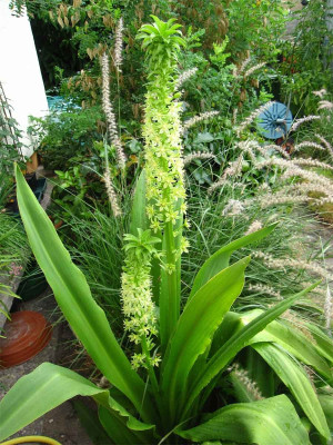 E.pole-evansiii.jpg