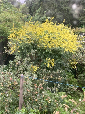 IMG_0401.jpeg