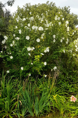 Hibiscus White Chiffon