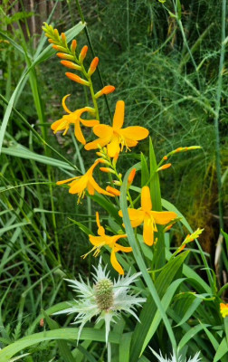 20250726_203149 Crocosmia George D.jpg