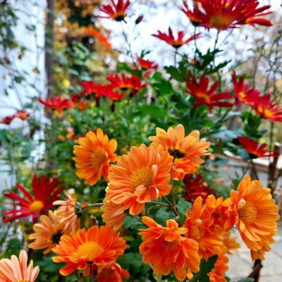 Irish Sophie Orange
