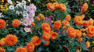Dixter Orange