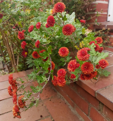 Das müßte `Herbstbrokat ´sein