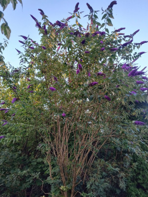 IMG_20250726_203513260_HDR~2.jpg