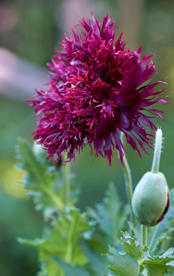 Papaver somniferum &quot;Black swan&quot;