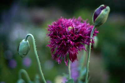 Papaver somniferum &quot;Black swan&quot;