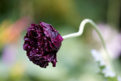 Papaver somniferum &quot;Black peony&quot;