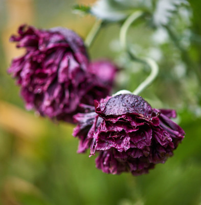 Papaver somniferum &quot;Black peony&quot;