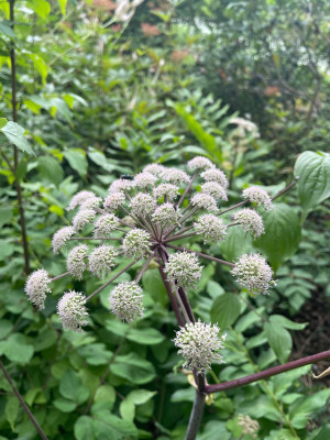 Angelica archangelica Juli 2025.jpg