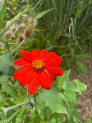Tithonia rotundifolia Juli 2025.jpg