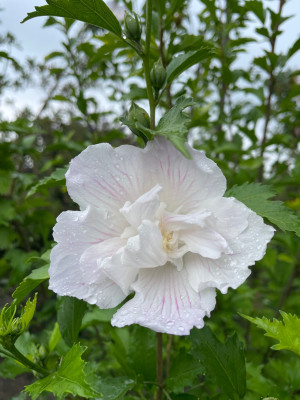 Hibiscus umbekannt juli 2025.jpg