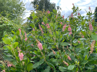 Clethra alnifolia Ruby Spice Juli 2025.jpg