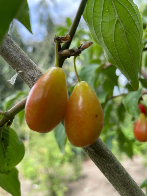 Cornus mas Samling Kasanlaker Juli 2025.jpg