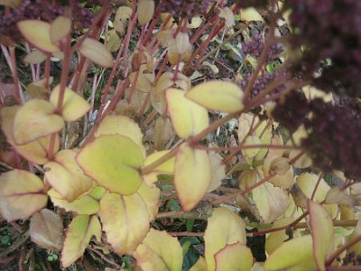 Sedum_Matrona_27811.jpg