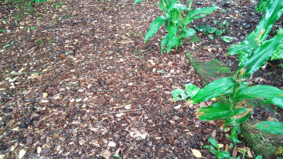 Roscoea, Podophyllum-Spotty Dotty