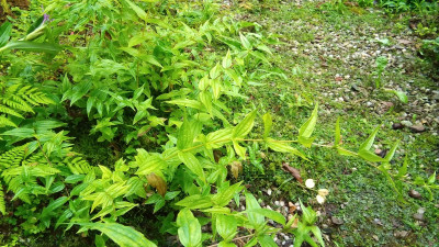 Schwalbenwurz Enzian