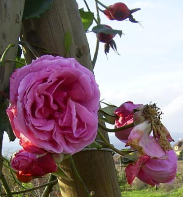 Pink1_St08.JPG