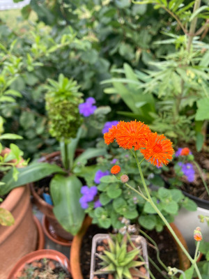 IMG_0416.jpeg