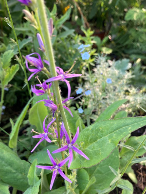 IMG_0431.jpeg