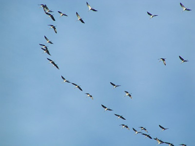 Grus_grus_-_Kranich_03.jpg