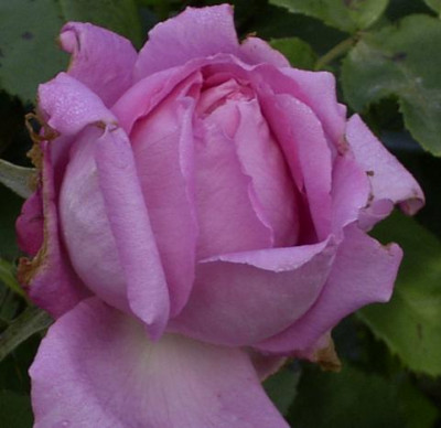 rosa_St_08.JPG