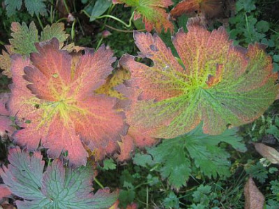 Geranium_sylvaticum_27741.jpg