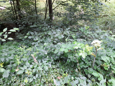 20250727_111226.jpg
