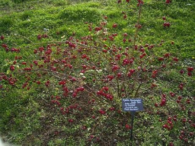 Scharlachglut1_St08.JPG