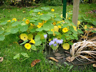 tropaeolum_im_nov_2008-11-08_346.jpg