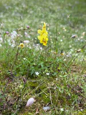 Gelbes Galmei-Veilchen Viola lutea ssp. calaminaria
