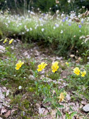 Gelbes Galmei-Veilchen Viola lutea ssp. calaminaria