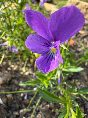 Violettes Galmei-Stiefmütterchen Viola guestphalica