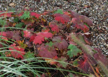 Geranium_wlassovianum_Herbst.jpg