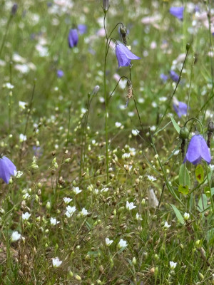 Galmei-Frühlingsmiere mit C. rotundifolia